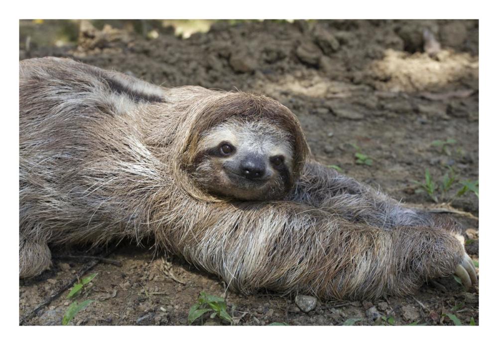 Brown-throated Three-toed Sloth male walking on forest floor, Aviarios Sloth Sanctuary, Costa Rica-Paper Art-26"x18"