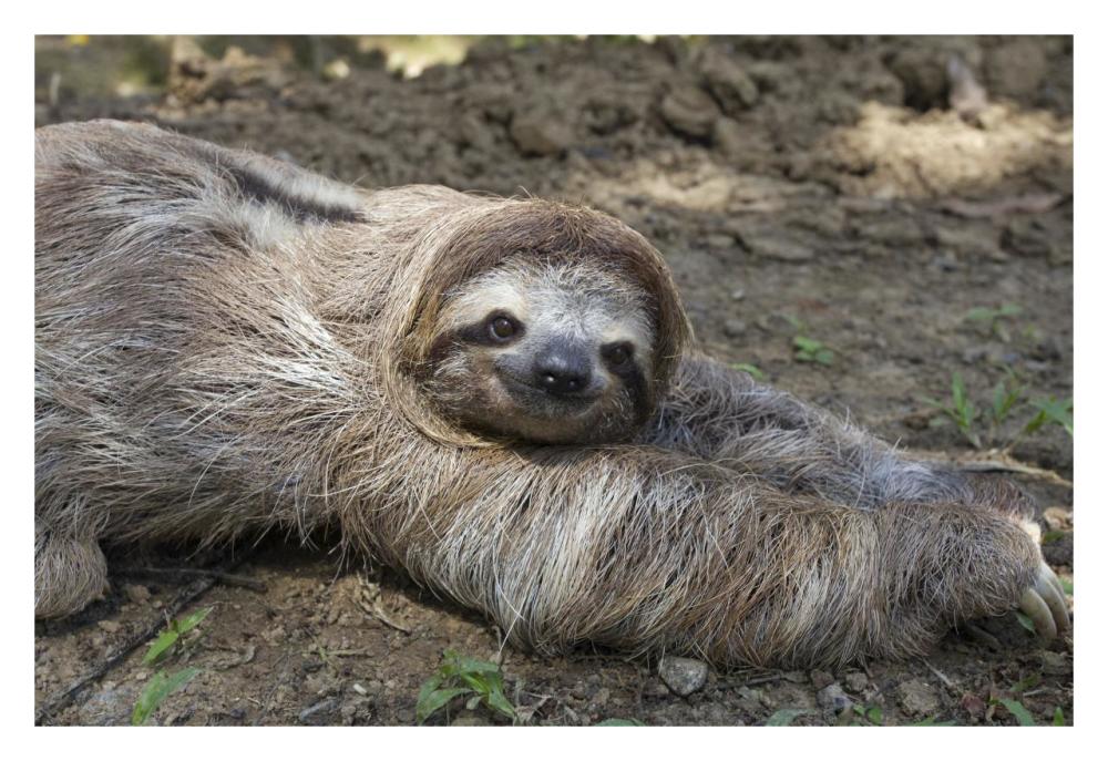 Brown-throated Three-toed Sloth male walking on forest floor, Aviarios Sloth Sanctuary, Costa Rica-Paper Art-32"x22"