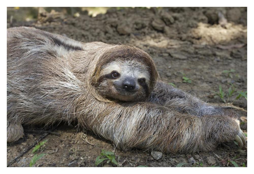 Brown-throated Three-toed Sloth male walking on forest floor, Aviarios Sloth Sanctuary, Costa Rica-Paper Art-38"x26"