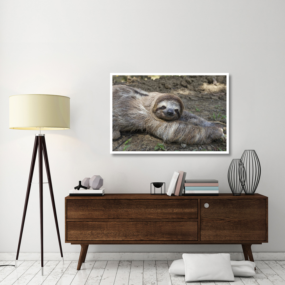 Brown-throated Three-toed Sloth male walking on forest floor, Aviarios Sloth Sanctuary, Costa Rica-Paper Art-50&quotx34"