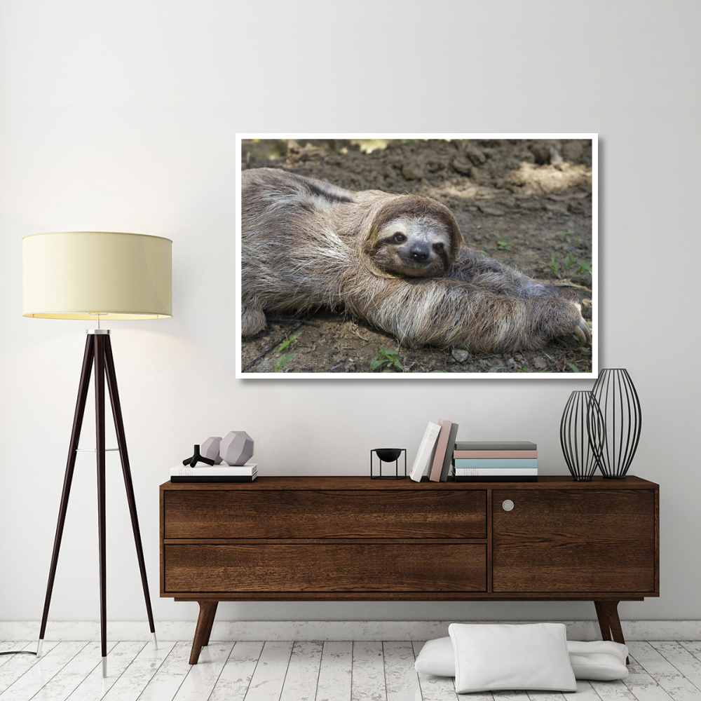 Brown-throated Three-toed Sloth male walking on forest floor, Aviarios Sloth Sanctuary, Costa Rica-Paper Art-62&quotx42"