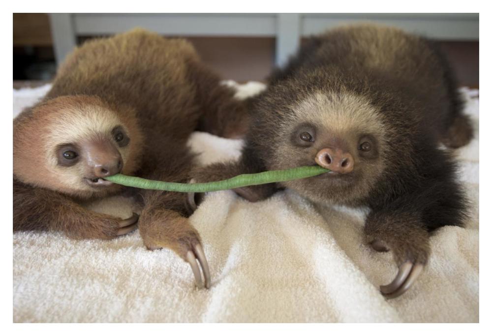 Hoffmann's Two-toed Sloth orphaned babies sharing string bean, Aviarios Sloth Sanctuary, Costa Rica-Paper Art-20"x14"