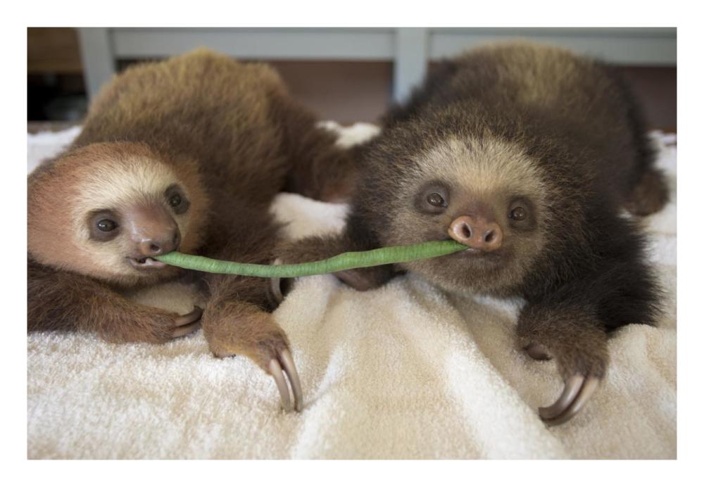 Hoffmann's Two-toed Sloth orphaned babies sharing string bean, Aviarios Sloth Sanctuary, Costa Rica-Paper Art-26"x18"