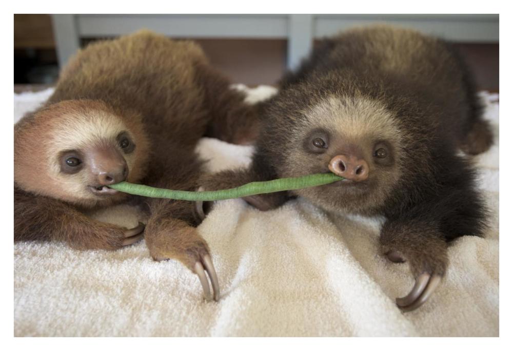 Hoffmann's Two-toed Sloth orphaned babies sharing string bean, Aviarios Sloth Sanctuary, Costa Rica-Paper Art-38"x26"