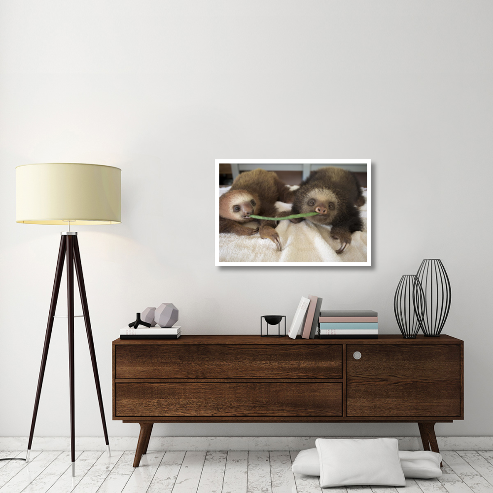 Hoffmann's Two-toed Sloth orphaned babies sharing string bean, Aviarios Sloth Sanctuary, Costa Rica-Paper Art-38&quotx26"