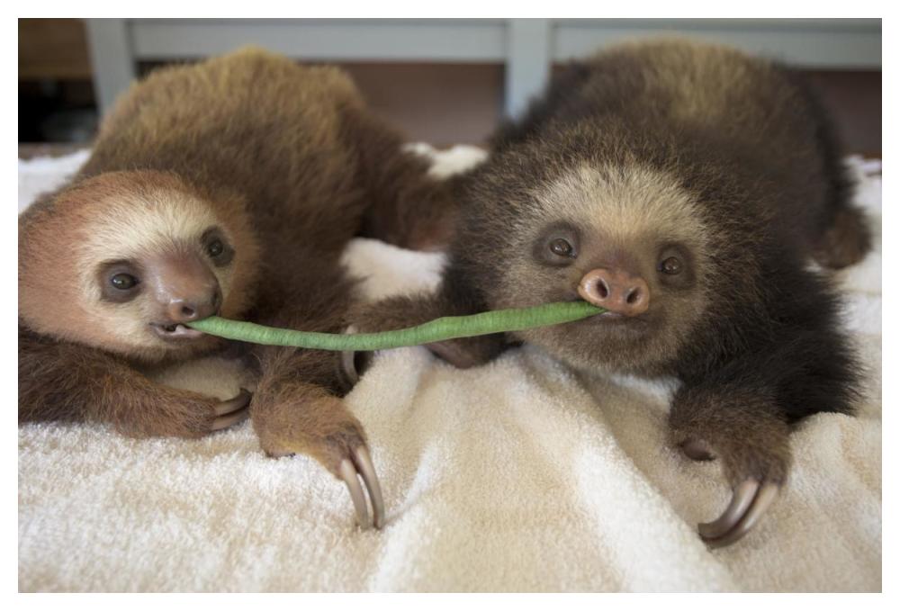 Hoffmann's Two-toed Sloth orphaned babies sharing string bean, Aviarios Sloth Sanctuary, Costa Rica-Paper Art-50"x34"