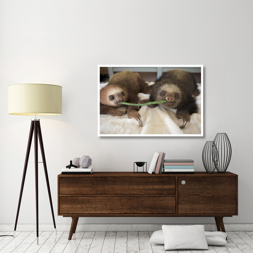 Hoffmann's Two-toed Sloth orphaned babies sharing string bean, Aviarios Sloth Sanctuary, Costa Rica-Paper Art-50&quotx34"