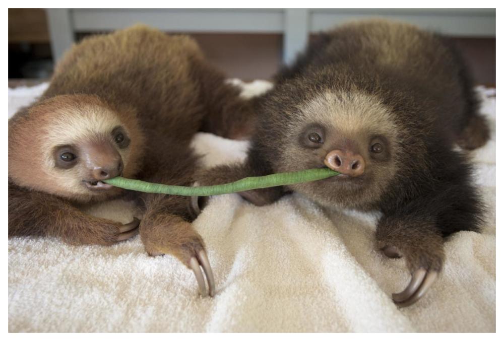 Hoffmann's Two-toed Sloth orphaned babies sharing string bean, Aviarios Sloth Sanctuary, Costa Rica-Paper Art-62"x42"