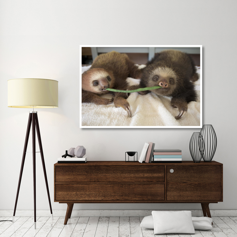Hoffmann's Two-toed Sloth orphaned babies sharing string bean, Aviarios Sloth Sanctuary, Costa Rica-Paper Art-62&quotx42"