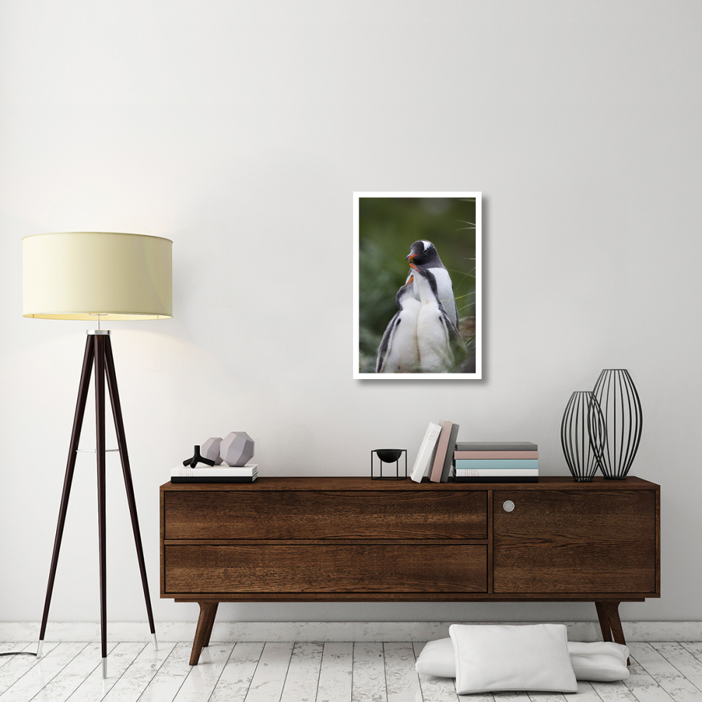 Gentoo Penguin hungry 2-3 week old chicks begging parent for food, Gold Harbor, South Georgia Island-Paper Art-22&quotx32"