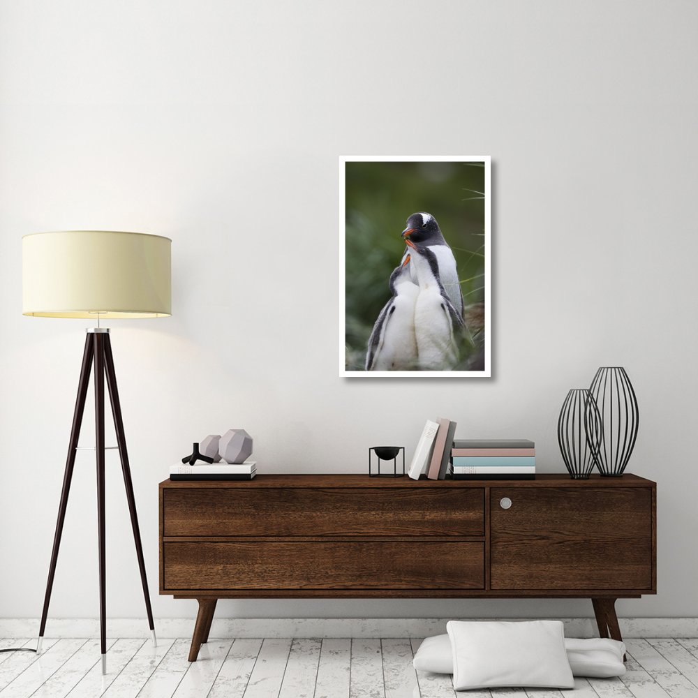 Gentoo Penguin hungry 2-3 week old chicks begging parent for food, Gold Harbor, South Georgia Island-Paper Art-26&quotx38"
