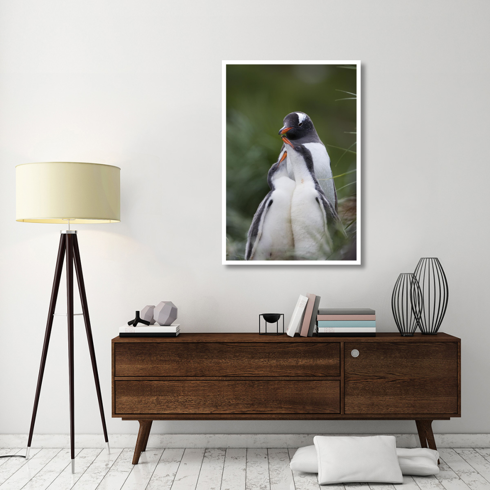 Gentoo Penguin hungry 2-3 week old chicks begging parent for food, Gold Harbor, South Georgia Island-Paper Art-34&quotx50"