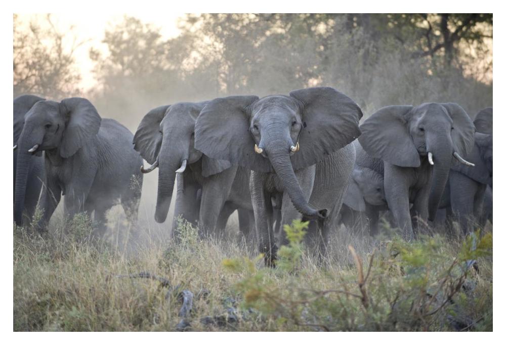 African Elephant upset herd gathering after smelling blood from wild dog kill, Okavango Delta, Botswana-Paper Art-20"x14"