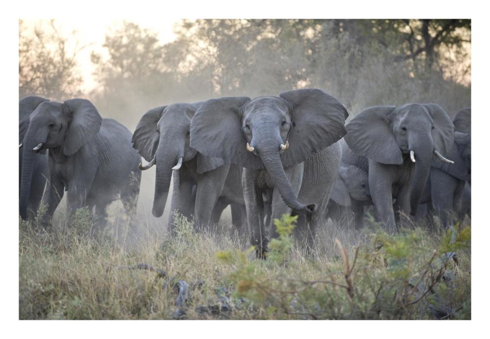 African Elephant upset herd gathering after smelling blood from wild dog kill, Okavango Delta, Botswana-Paper Art-26"x18"