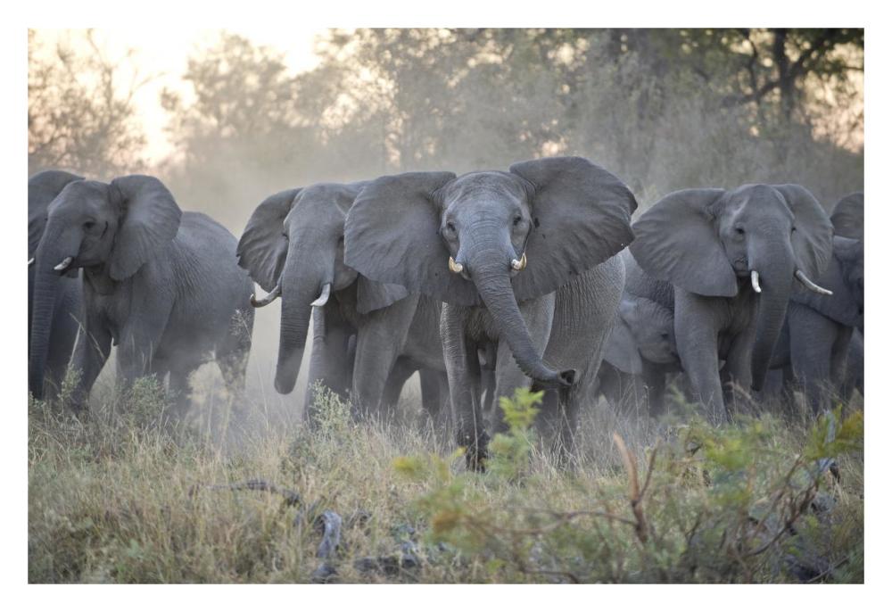 African Elephant upset herd gathering after smelling blood from wild dog kill, Okavango Delta, Botswana-Paper Art-32"x22"