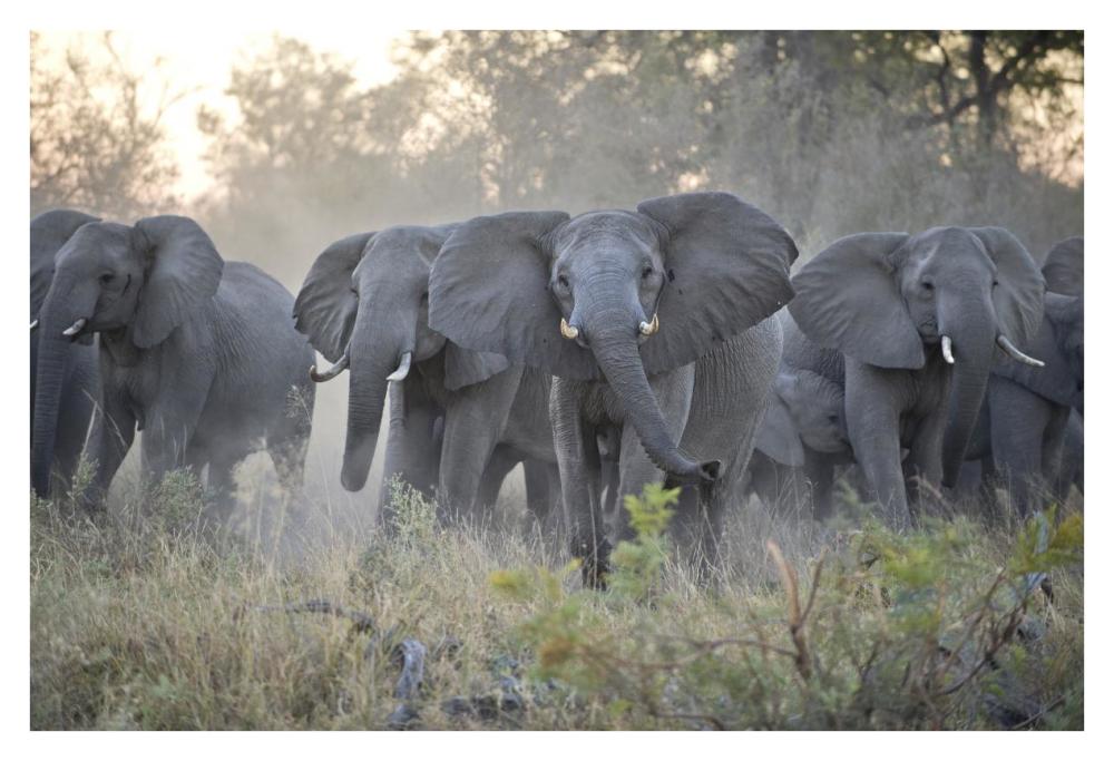 African Elephant upset herd gathering after smelling blood from wild dog kill, Okavango Delta, Botswana-Paper Art-38"x26"