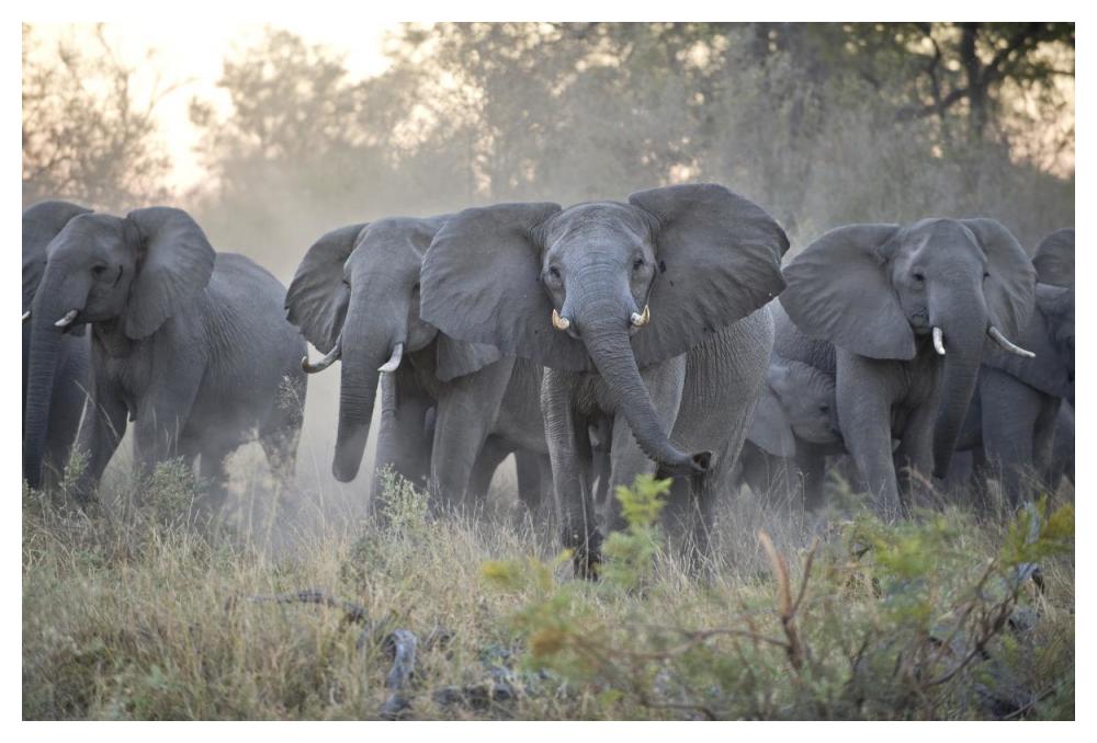 African Elephant upset herd gathering after smelling blood from wild dog kill, Okavango Delta, Botswana-Paper Art-50"x34"