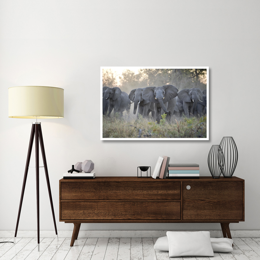 African Elephant upset herd gathering after smelling blood from wild dog kill, Okavango Delta, Botswana-Paper Art-50&quotx34"