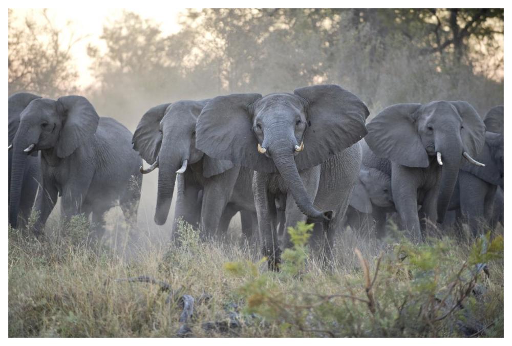 African Elephant upset herd gathering after smelling blood from wild dog kill, Okavango Delta, Botswana-Paper Art-62"x42"