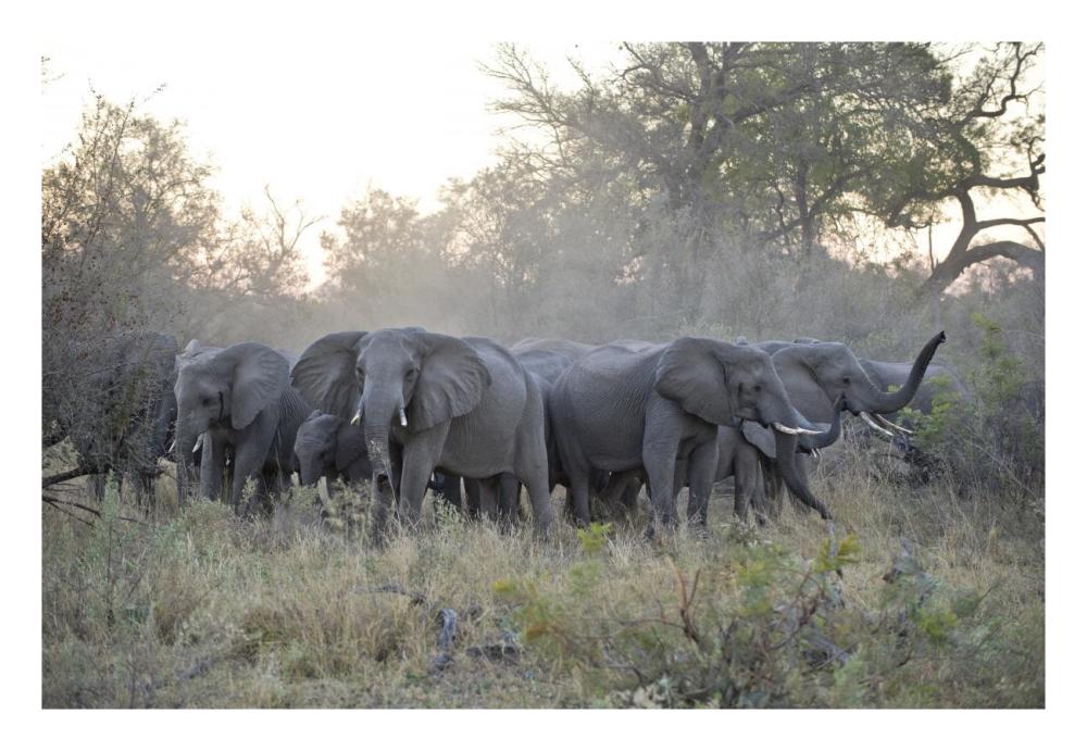 African Elephant upset herd gathering after smelling blood from wild dog kill, Okavango Delta, Botswana-Paper Art-26"x18"
