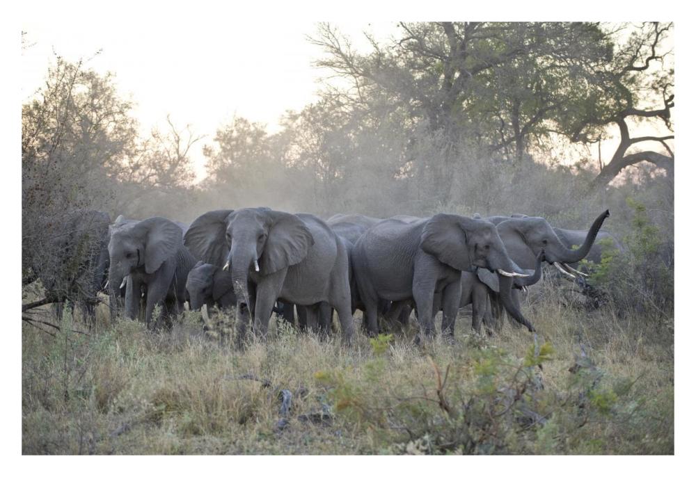 African Elephant upset herd gathering after smelling blood from wild dog kill, Okavango Delta, Botswana-Paper Art-32"x22"