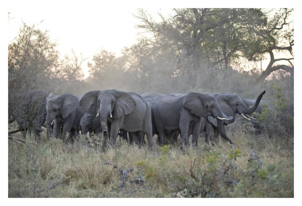 African Elephant upset herd gathering after smelling blood from wild dog kill, Okavango Delta, Botswana-Paper Art-38"x26"