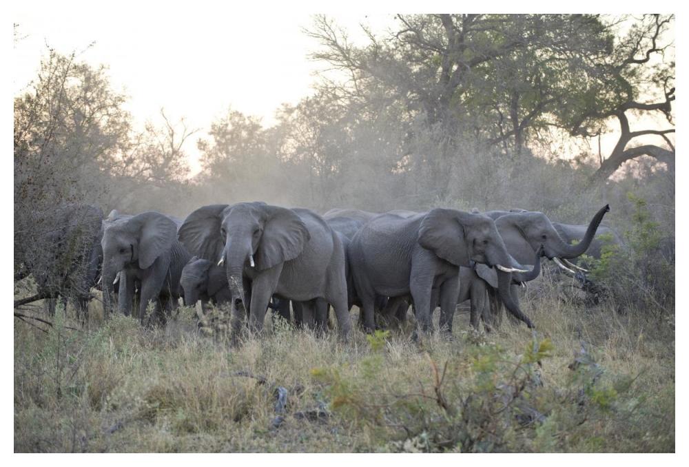 African Elephant upset herd gathering after smelling blood from wild dog kill, Okavango Delta, Botswana-Paper Art-50"x34"