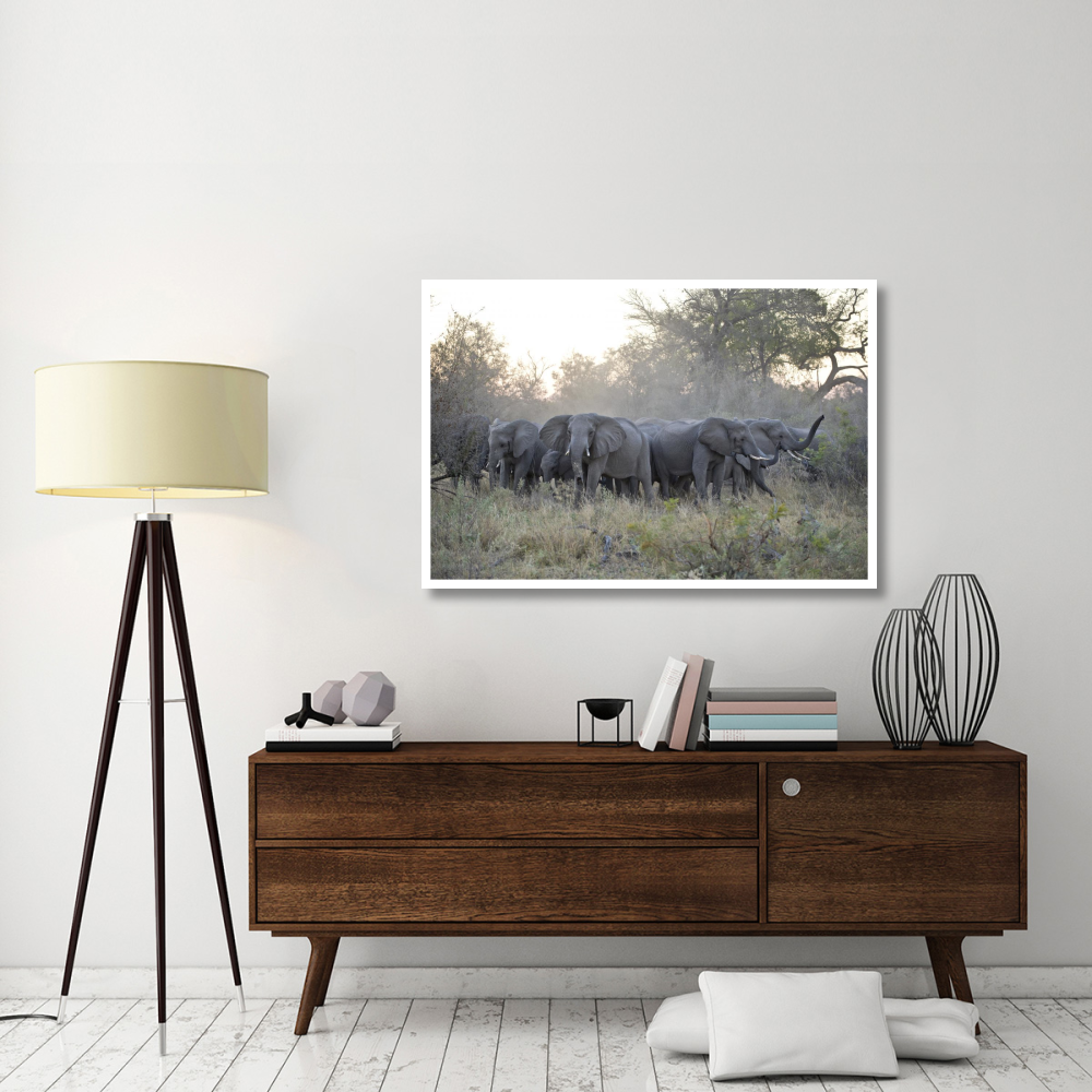 African Elephant upset herd gathering after smelling blood from wild dog kill, Okavango Delta, Botswana-Paper Art-50&quotx34"