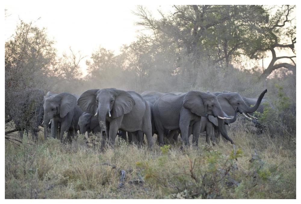African Elephant upset herd gathering after smelling blood from wild dog kill, Okavango Delta, Botswana-Paper Art-62"x42"