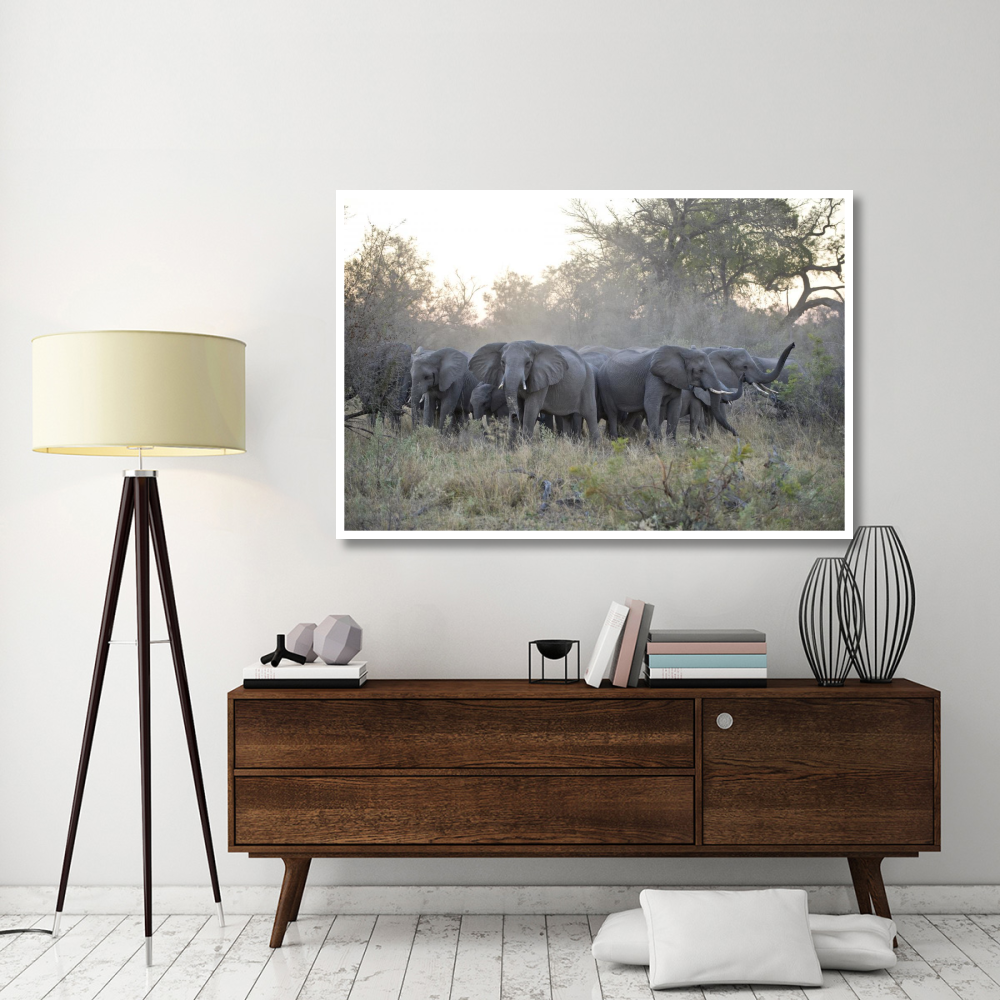 African Elephant upset herd gathering after smelling blood from wild dog kill, Okavango Delta, Botswana-Paper Art-62&quotx42"