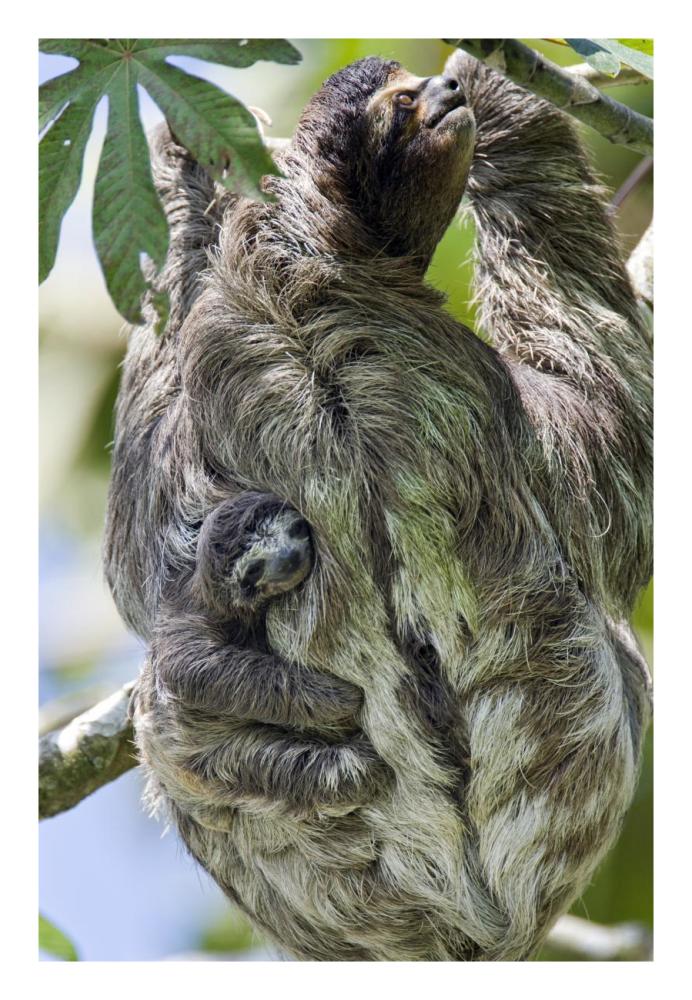 Brown-throated Three-toed Sloth mother with newborn baby climbing tree, Aviarios Sloth Sanctuary, Costa Rica-Paper Art-18"x26"