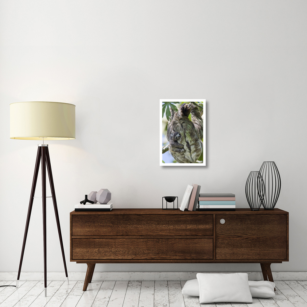 Brown-throated Three-toed Sloth mother with newborn baby climbing tree, Aviarios Sloth Sanctuary, Costa Rica-Paper Art-18&quotx26"