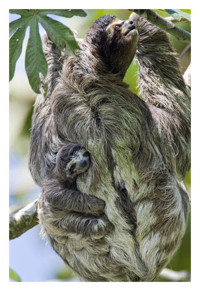 Brown-throated Three-toed Sloth mother with newborn baby climbing tree, Aviarios Sloth Sanctuary, Costa Rica-Paper Art-22"x32"