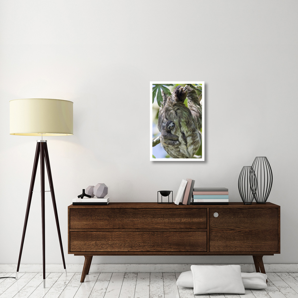 Brown-throated Three-toed Sloth mother with newborn baby climbing tree, Aviarios Sloth Sanctuary, Costa Rica-Paper Art-22&quotx32"