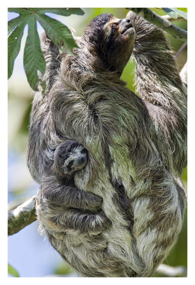 Brown-throated Three-toed Sloth mother with newborn baby climbing tree, Aviarios Sloth Sanctuary, Costa Rica-Paper Art-26"x38"