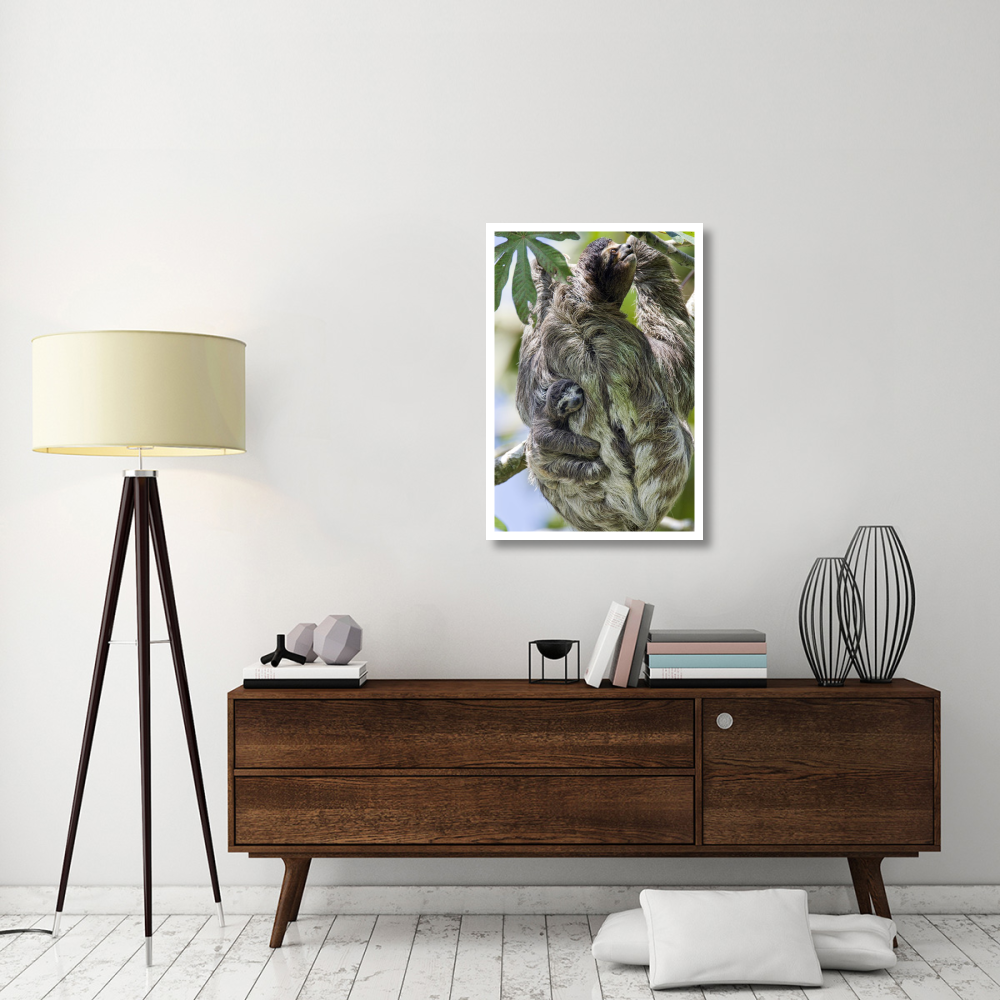 Brown-throated Three-toed Sloth mother with newborn baby climbing tree, Aviarios Sloth Sanctuary, Costa Rica-Paper Art-26&quotx38"