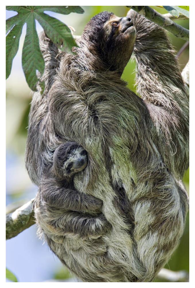 Brown-throated Three-toed Sloth mother with newborn baby climbing tree, Aviarios Sloth Sanctuary, Costa Rica-Paper Art-34"x50"