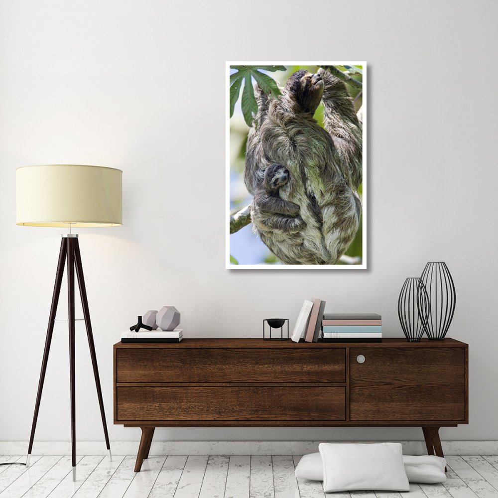 Brown-throated Three-toed Sloth mother with newborn baby climbing tree, Aviarios Sloth Sanctuary, Costa Rica-Paper Art-34&quotx50"