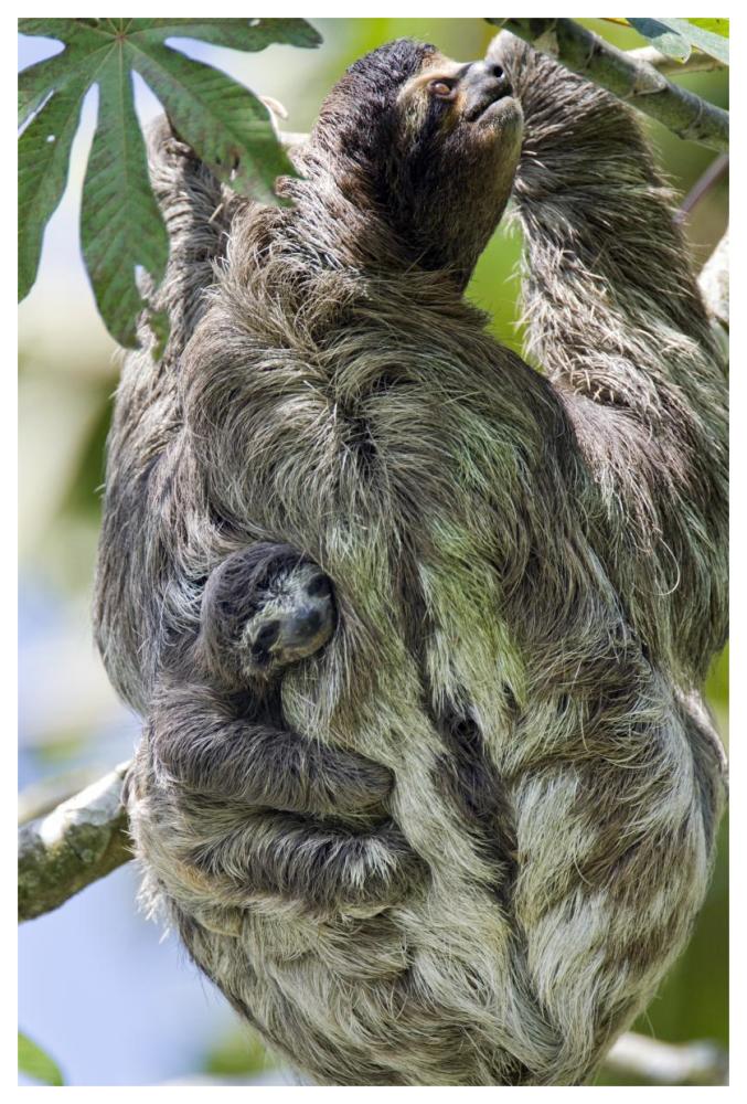 Brown-throated Three-toed Sloth mother with newborn baby climbing tree, Aviarios Sloth Sanctuary, Costa Rica-Paper Art-42"x62"