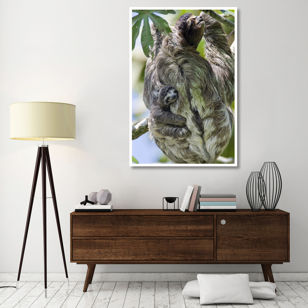 Brown-throated Three-toed Sloth mother with newborn baby climbing tree, Aviarios Sloth Sanctuary, Costa Rica-Paper Art-42&quotx62"