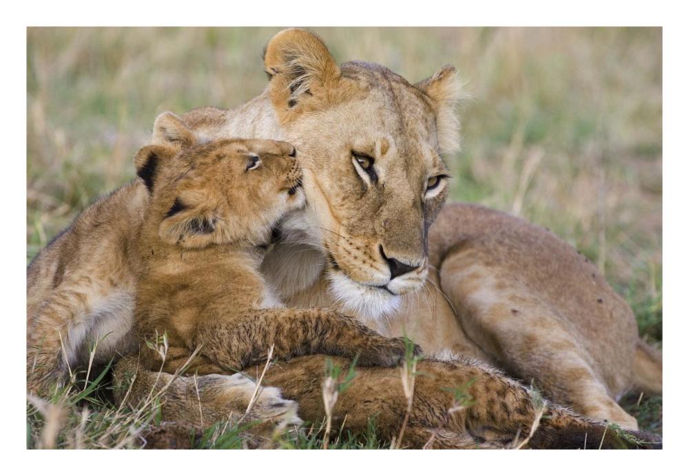 African Lion mother and young cubs, Masai Mara National Reserve, Kenya-Paper Art-26"x18"