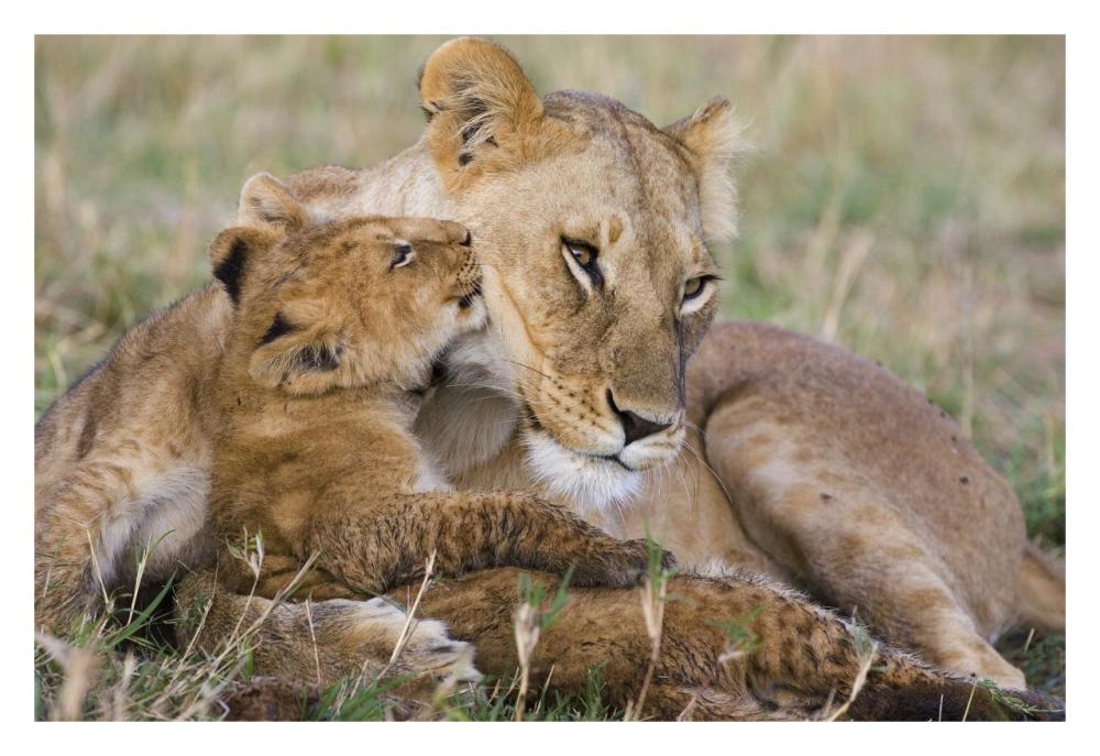African Lion mother and young cubs, Masai Mara National Reserve, Kenya-Paper Art-32"x22"