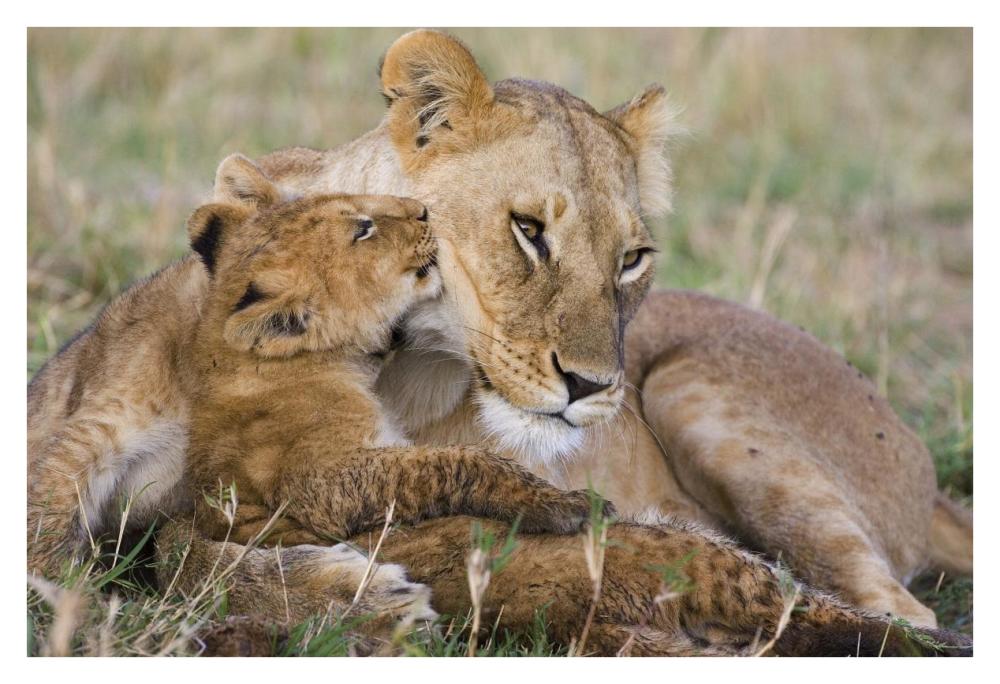 African Lion mother and young cubs, Masai Mara National Reserve, Kenya-Paper Art-38"x26"