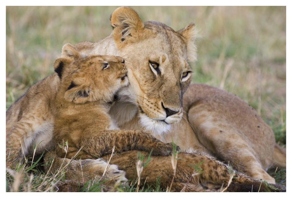 African Lion mother and young cubs, Masai Mara National Reserve, Kenya-Paper Art-50"x34"