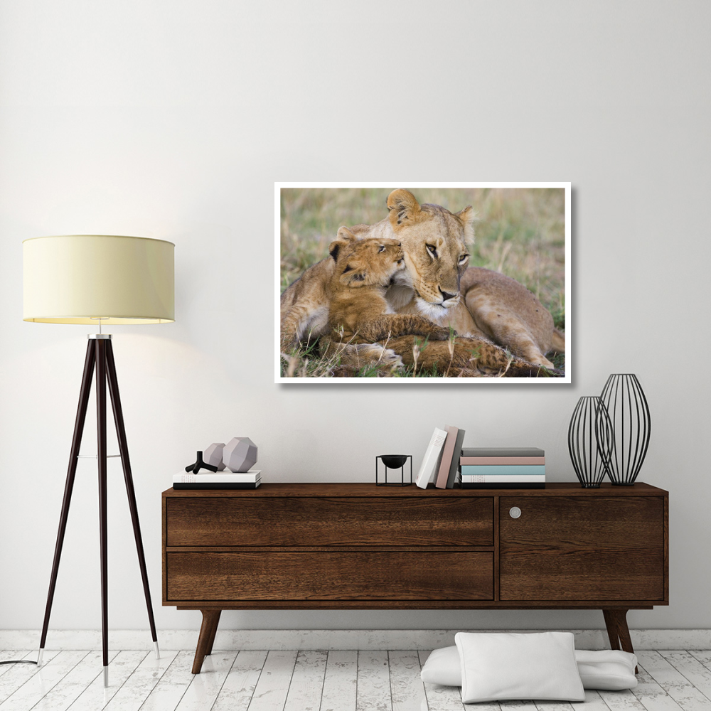 African Lion mother and young cubs, Masai Mara National Reserve, Kenya-Paper Art-50&quotx34"