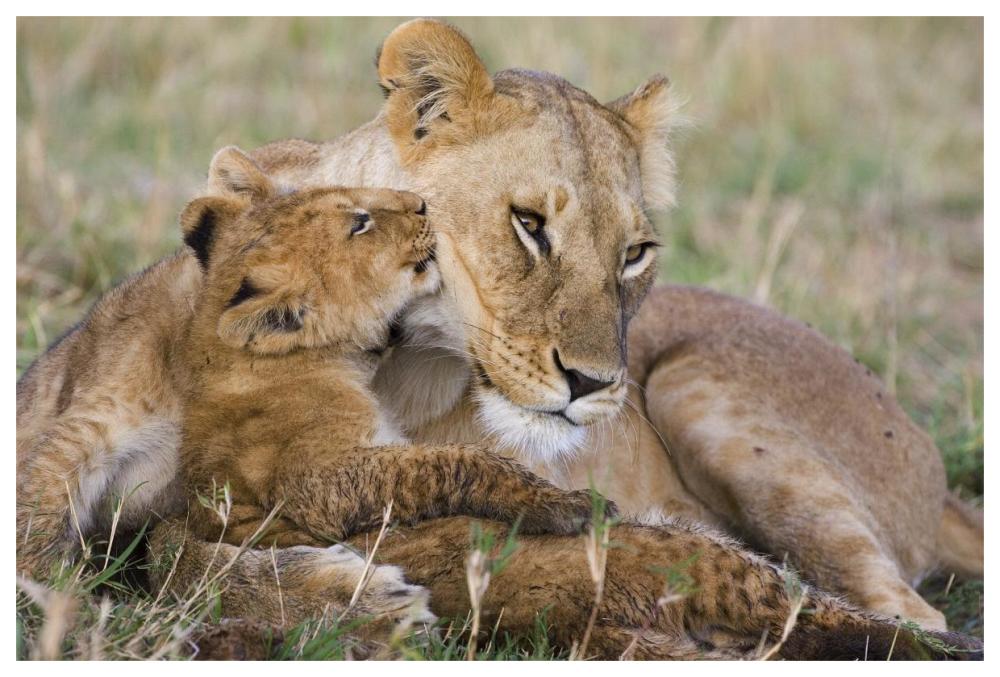 African Lion mother and young cubs, Masai Mara National Reserve, Kenya-Paper Art-62"x42"