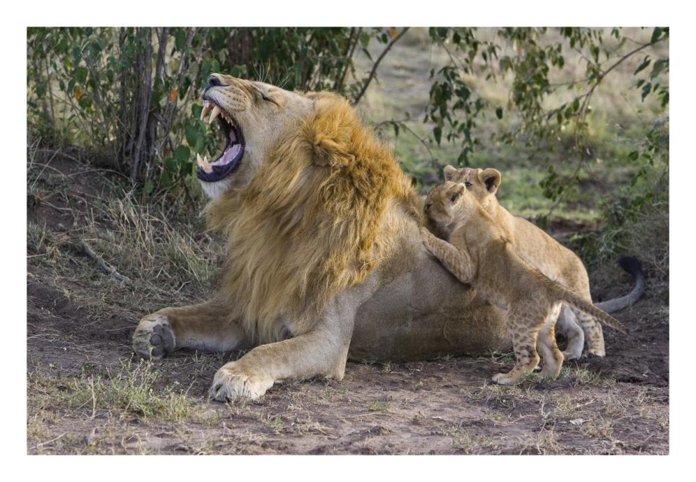 African Lion seven to eight week old cubs playing with adult male, vulnerable, Masai Mara National Reserve, Kenya-Paper Art-26"x18"