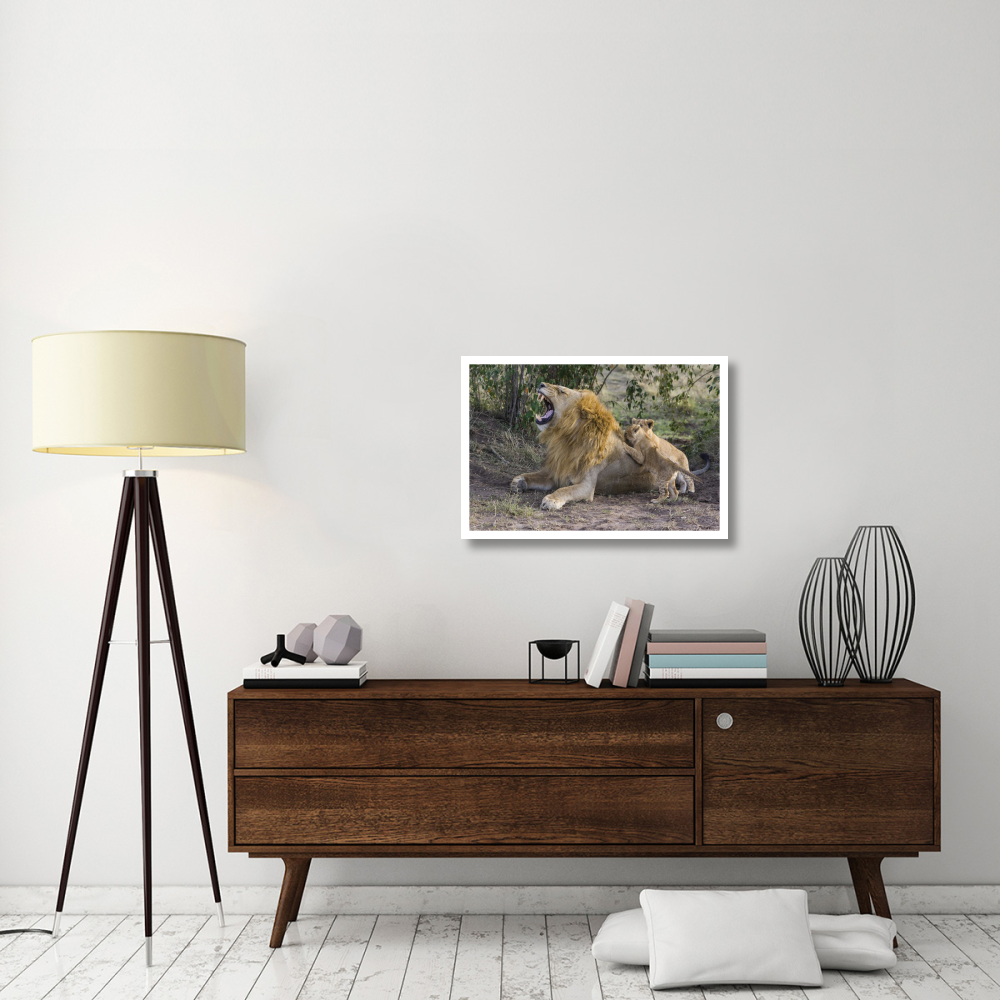 African Lion seven to eight week old cubs playing with adult male, vulnerable, Masai Mara National Reserve, Kenya-Paper Art-32&quotx22"
