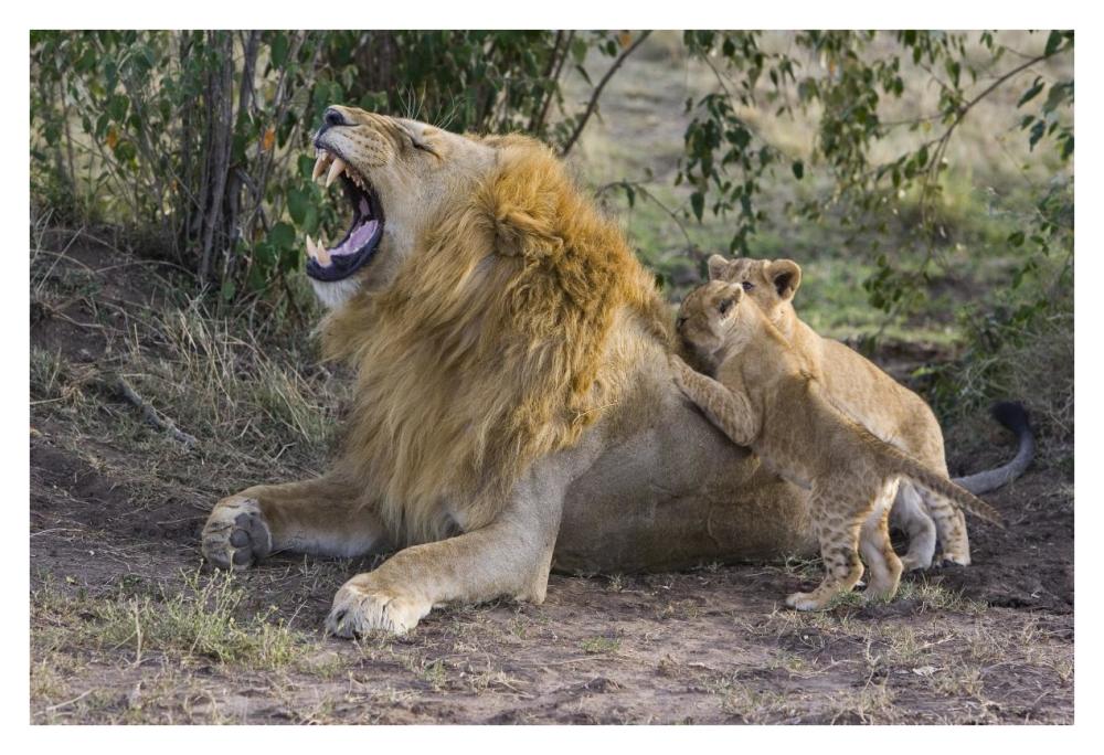 African Lion seven to eight week old cubs playing with adult male, vulnerable, Masai Mara National Reserve, Kenya-Paper Art-38"x26"