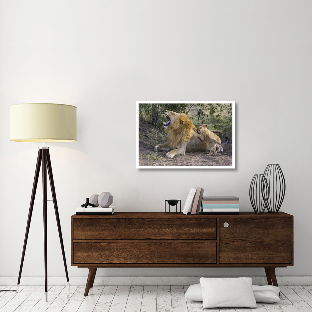 African Lion seven to eight week old cubs playing with adult male, vulnerable, Masai Mara National Reserve, Kenya-Paper Art-38&quotx26"